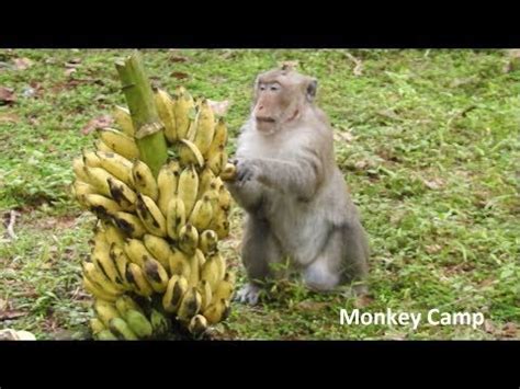 youtube ghetto monkey eating banana.